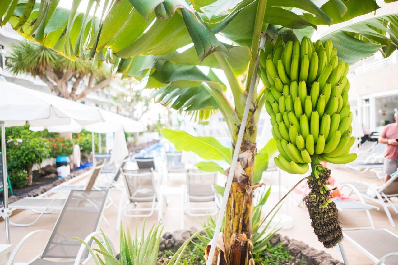 Apartment Adults Only Sunny Quiet In Center Of Americas Arona (Tenerife)